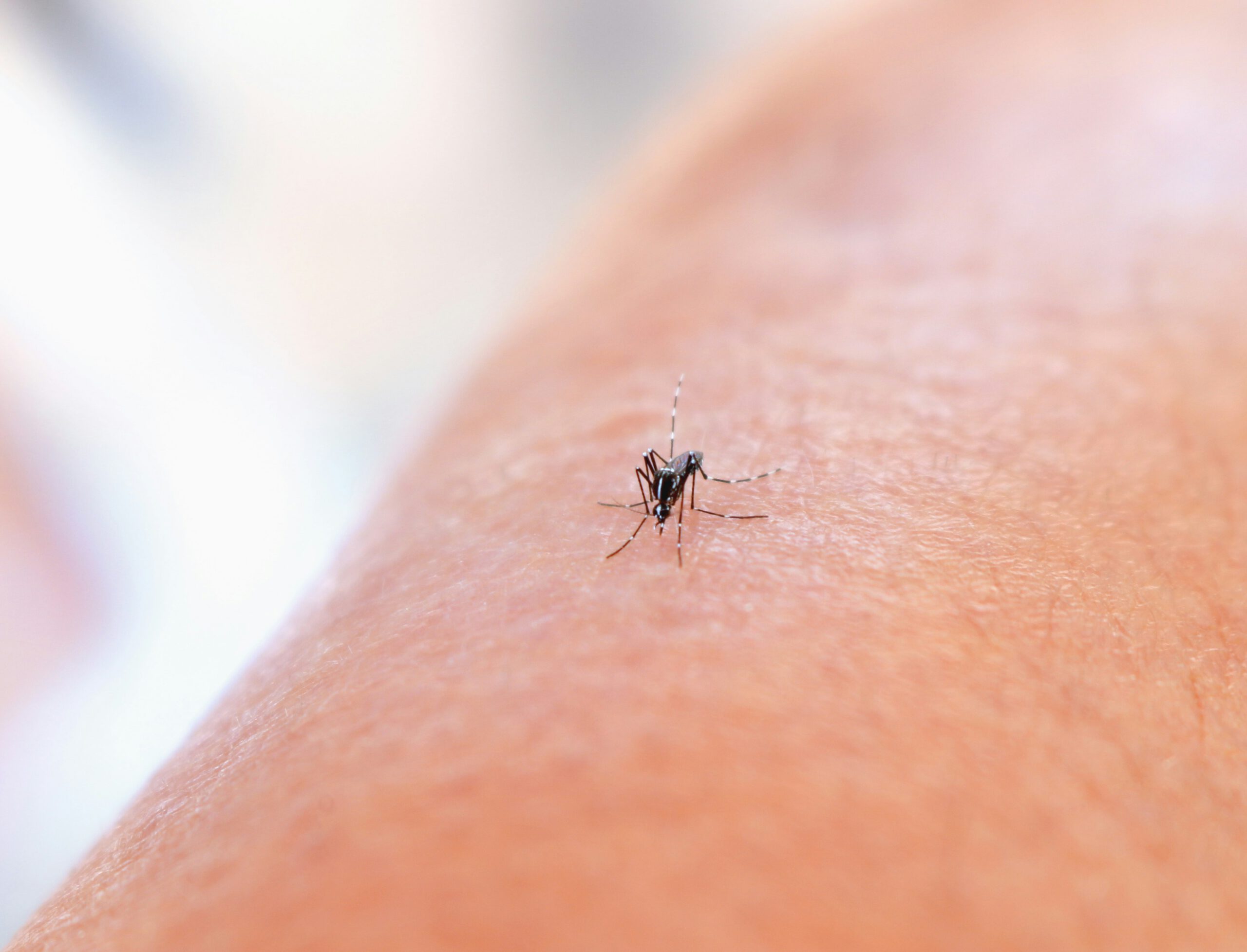Association between geographical area and mosquito-borne diseases exposure risk in Bangkok